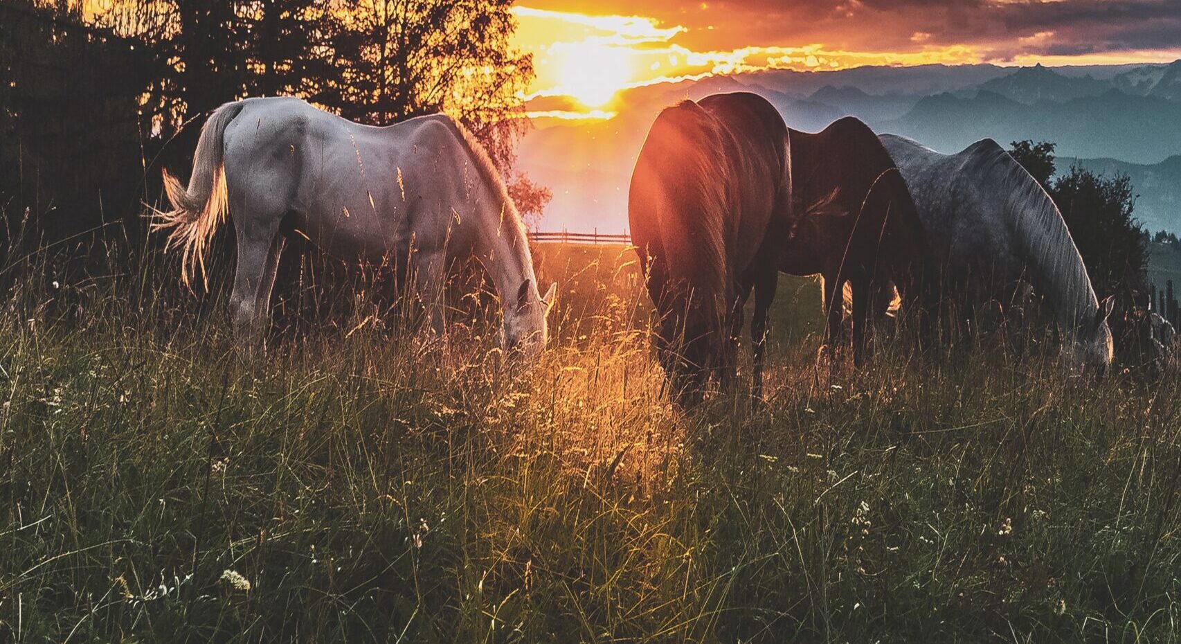 Bilden visar hästar som är utomhus. Hästfoder av hög kvalitet är viktigt för hästens välmående.